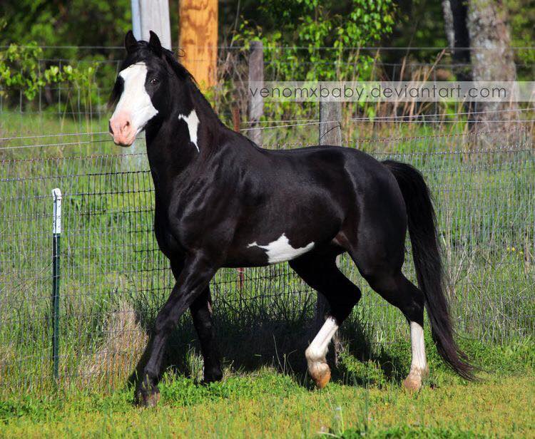 Black Overo Tennessee Walker stallion, A Trace Of Moonlight